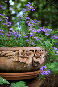 Blue fan flower, Scaevola aemula, flowers, terracotta bowl Blue fan flower, Scaevola aemula, flowers, terracotta bowl